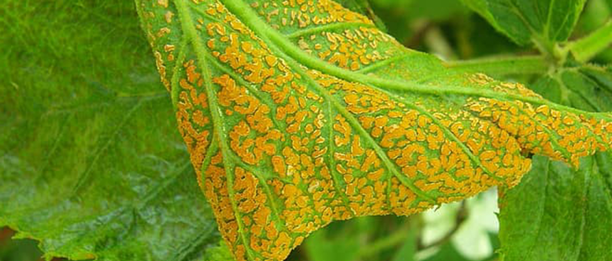 Searles Control Plant Rust